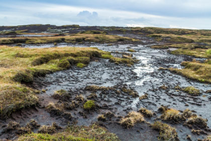 Analysis: How will England's strategies for trees and peat help achieve ...