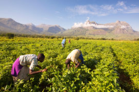 Malawian workers toil in a crop of soay below Mount Mulanje.