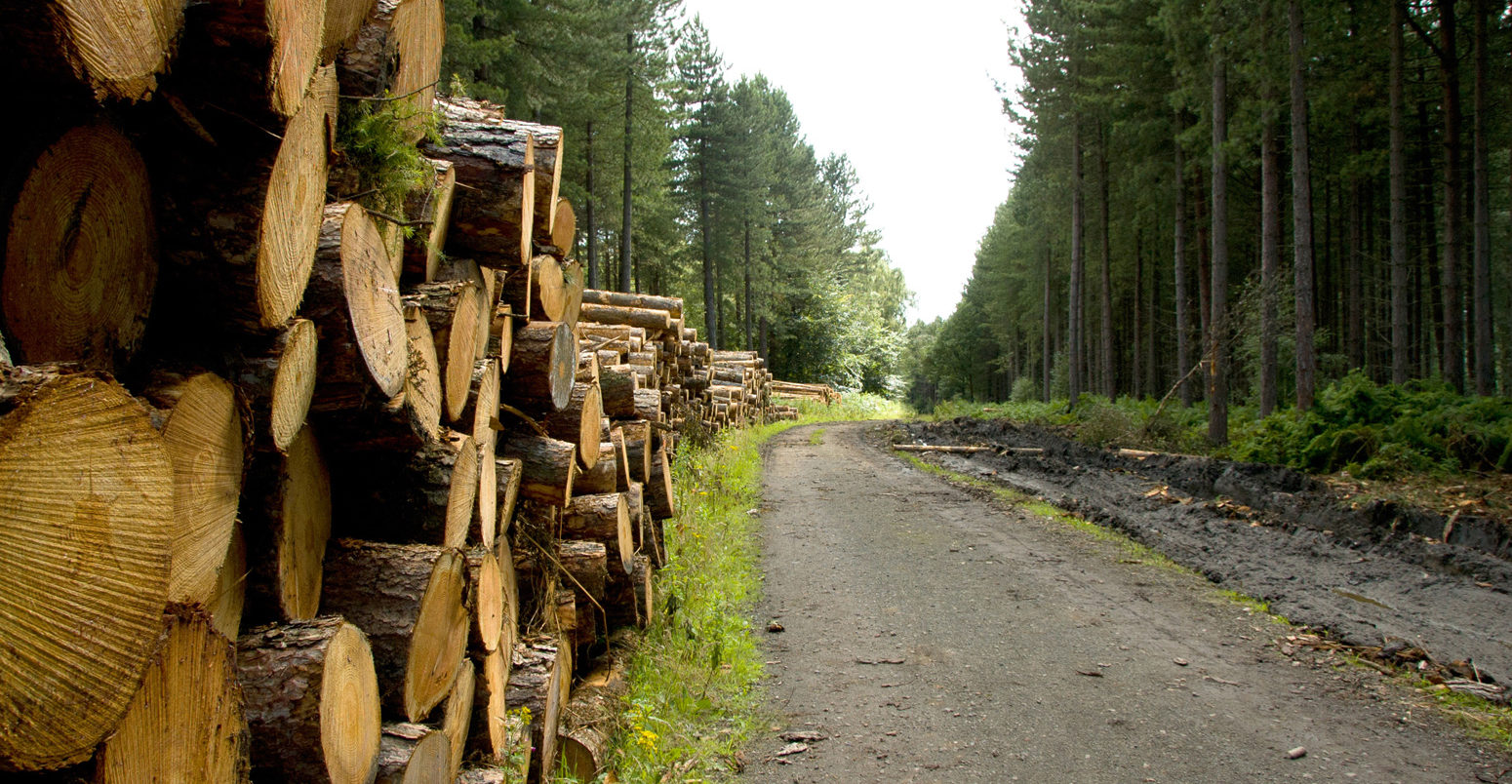 Managed-forest-with-felled-trunks