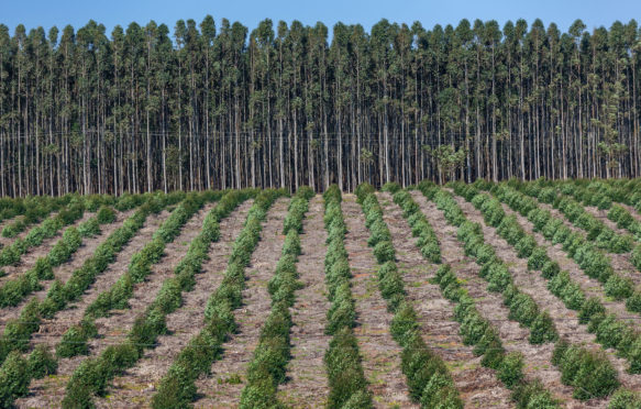 Forest plantation with young mature plants