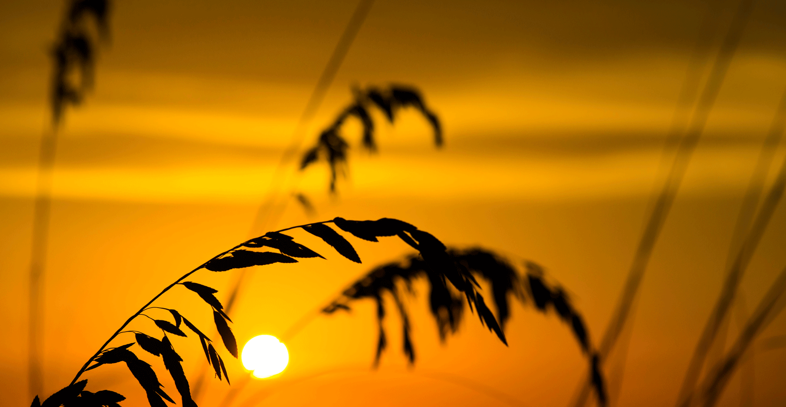 Sea oats and grass at the beach at sunset