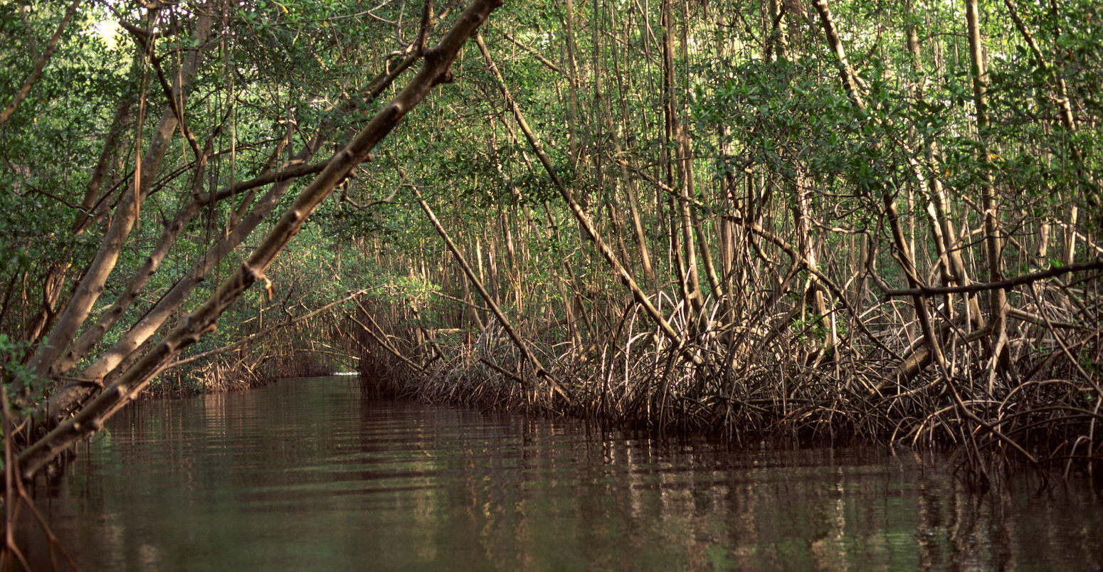 Mangroves