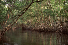 Mangroves