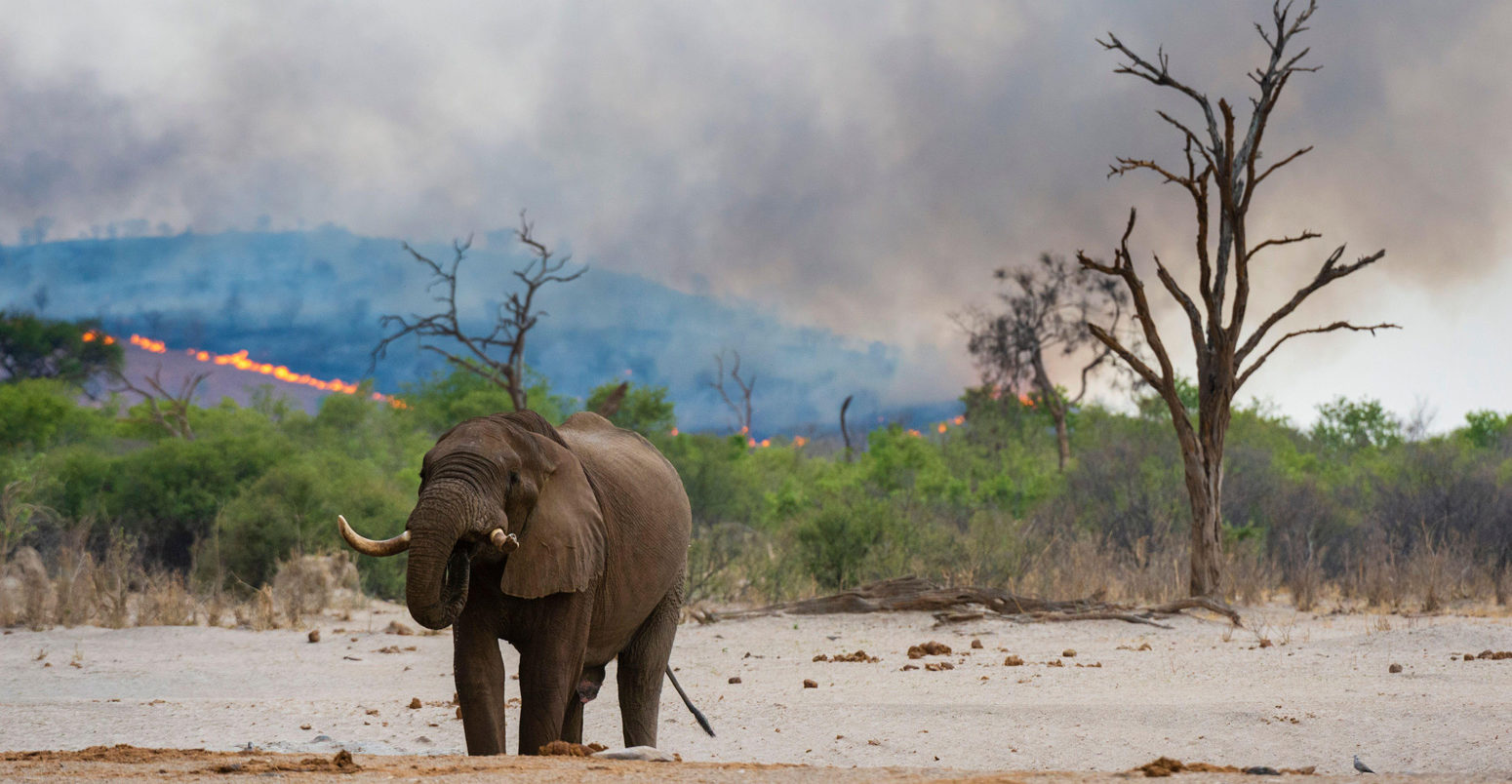 African elephant at a waterhole in Chobe National Park, Botswana with bush fire in the background