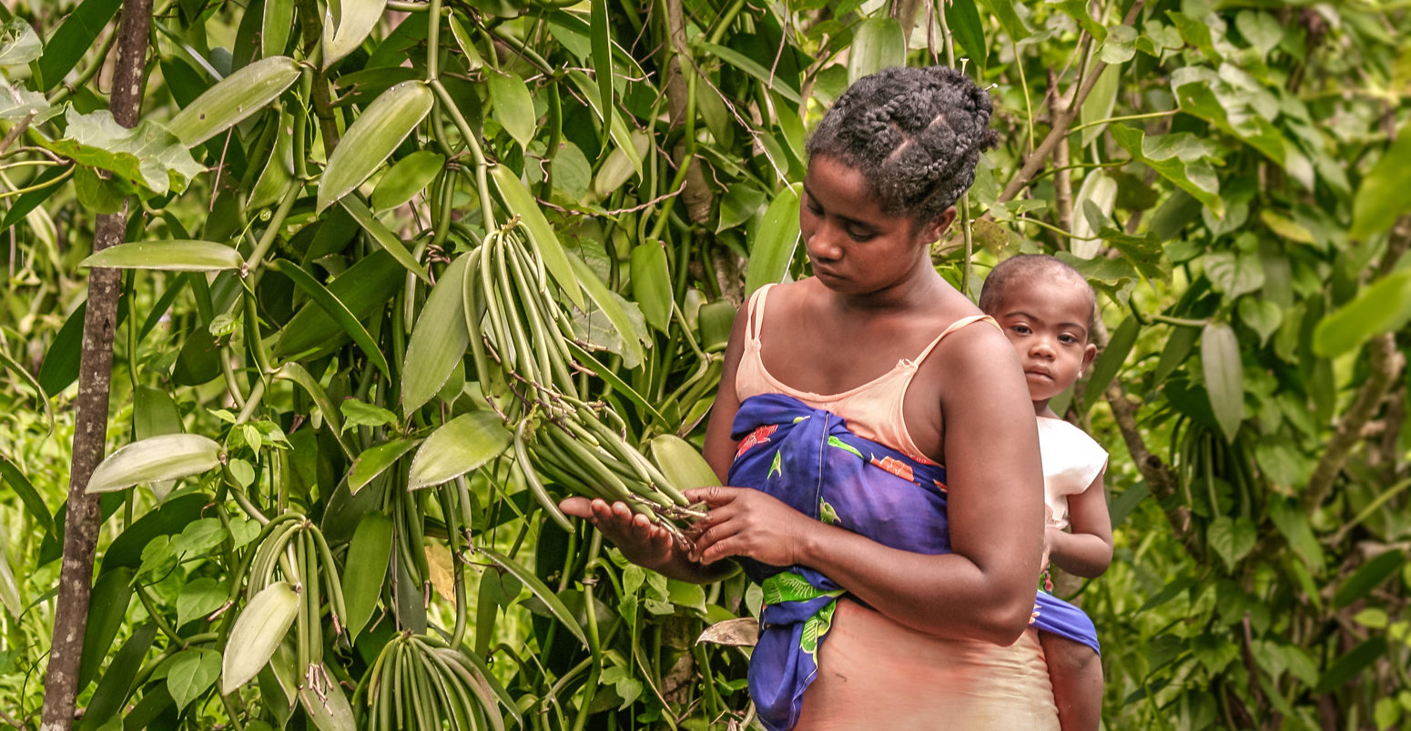 A malagasy farmer and her son on vanilla plantation near Sambava