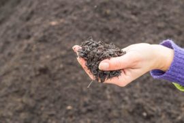 Agronomist examining quality of fertile agricultural earth. Credit: Andriana Syvanych / Alamy Stock Photo.