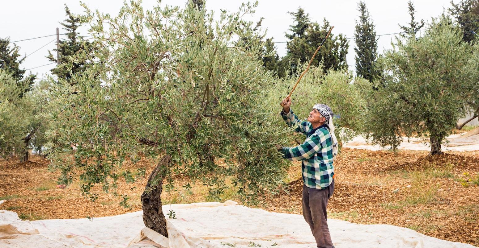 Elderly man hitting an olive tree during harvest season in Lebanon.