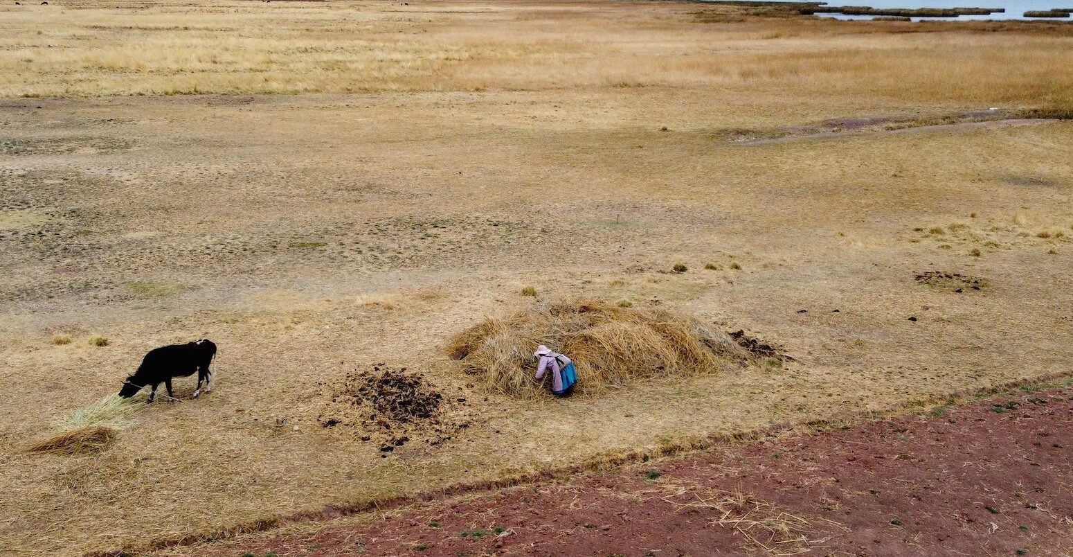 A woman gathers hay in Tihuanacu, Bolivia, during the 2022 drought.