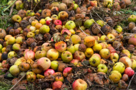 Rotten apples on a compost heap on an allotment site