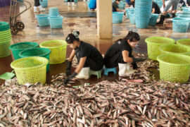 Women from Myanmar sort the fish in the port of Ranong before transporting them to Bangkok or Malaysia.