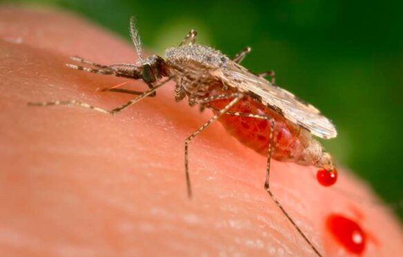 A female Anopheles stephensi mosquito feeds on a human skin surface.