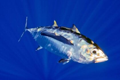 The Juvenile Bigeye Tuna (Thunnus obesus) photographed in Big Island, Hawaii.