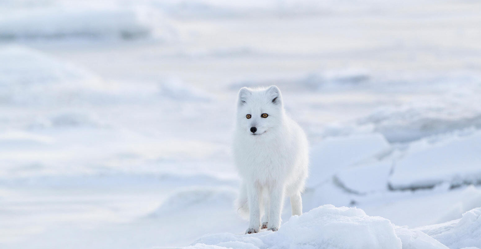 Dwindling sea ice linked to decline of Arctic foxes in Canada's Hudson Bay  - Carbon Brief