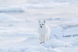 An Arctic fox in Canada.