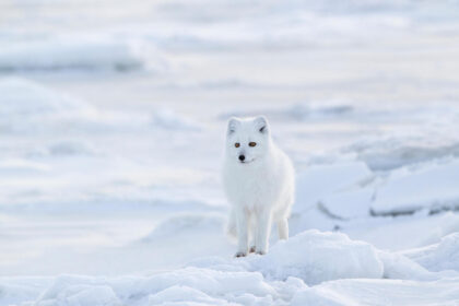 An Arctic fox in Canada.