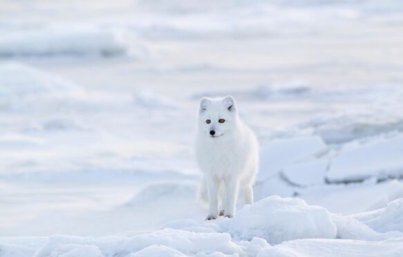 An Arctic fox in Canada.