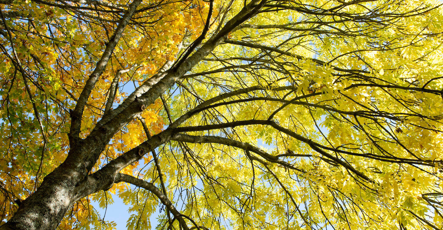 An ash tree in autumn against a blue sky in Scotland.