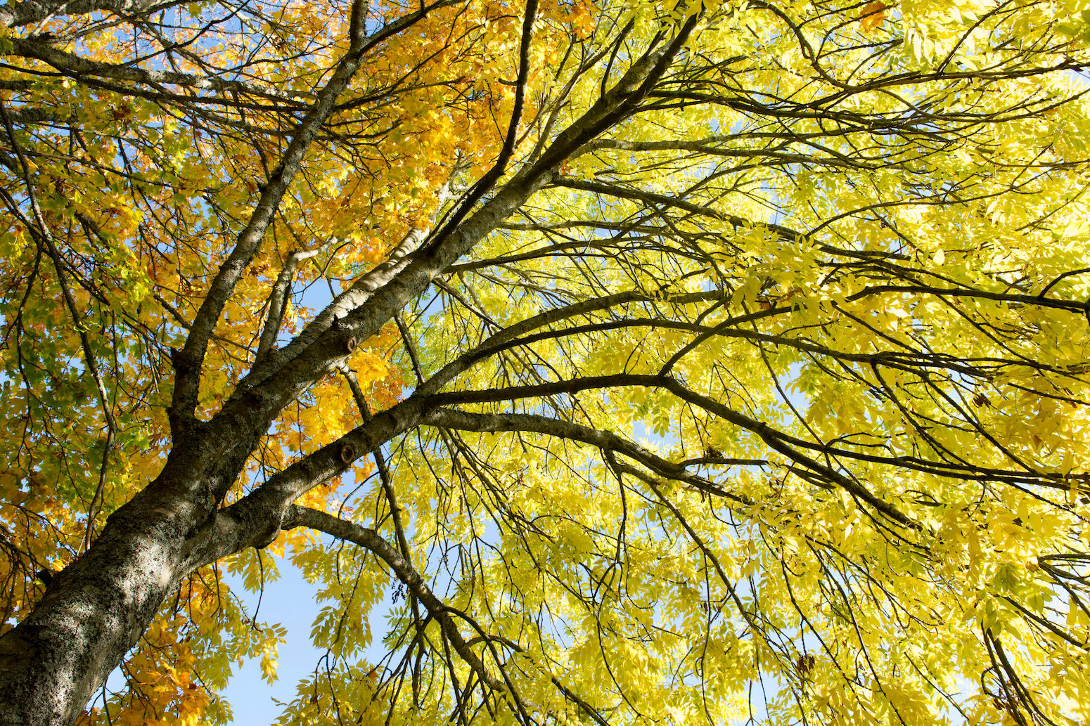 What is tree bark?  Pursuit by The University of Melbourne