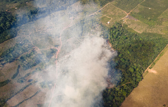 Deforestation has driven up hottest day temperatures, study says