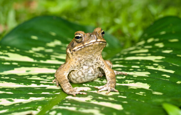 The Cane toad (Bufo marinus) in Queensland, Australia where it is an invasive species.