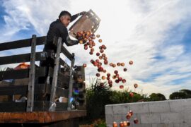 Rotted fruit dumped into a composter in Ontario, California in 2018. Image ID: R9FM98.