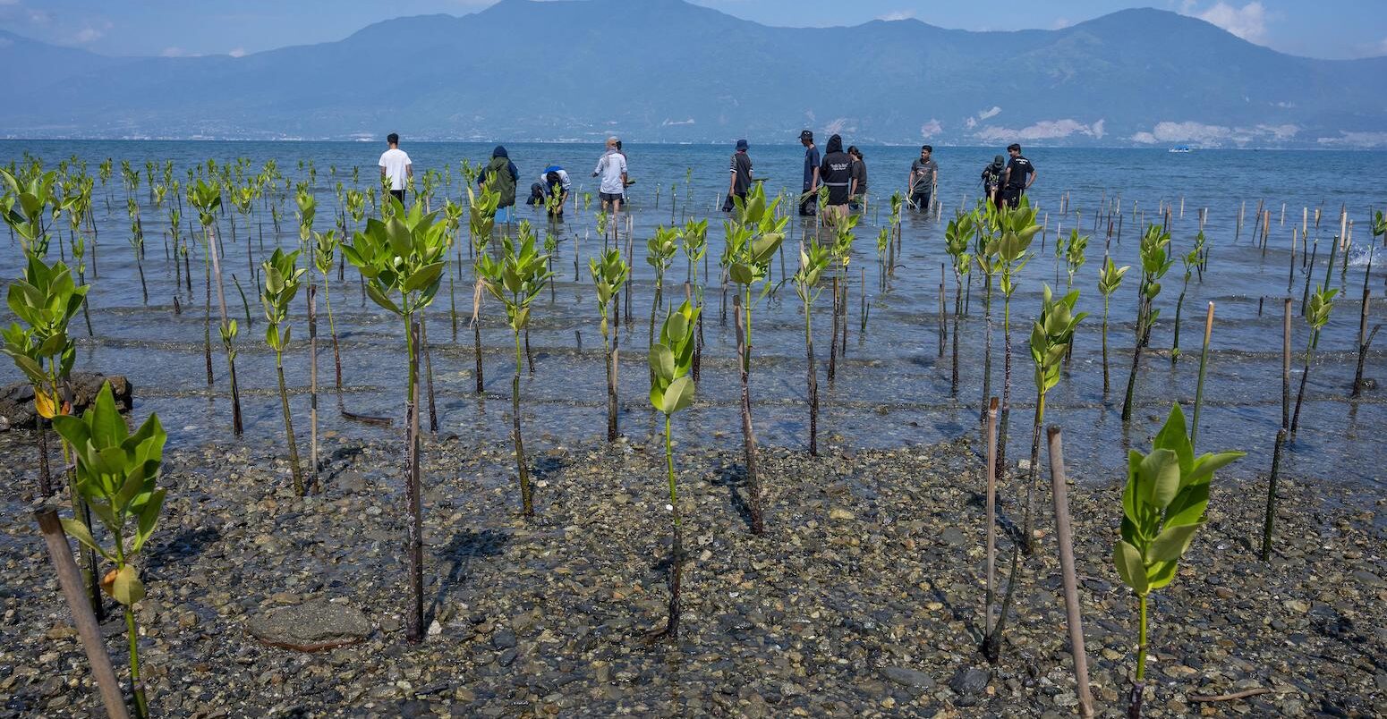 Volunteers plant seedlings in a mangrove conservation area on Dupa Beach, Indonesia in 2021.