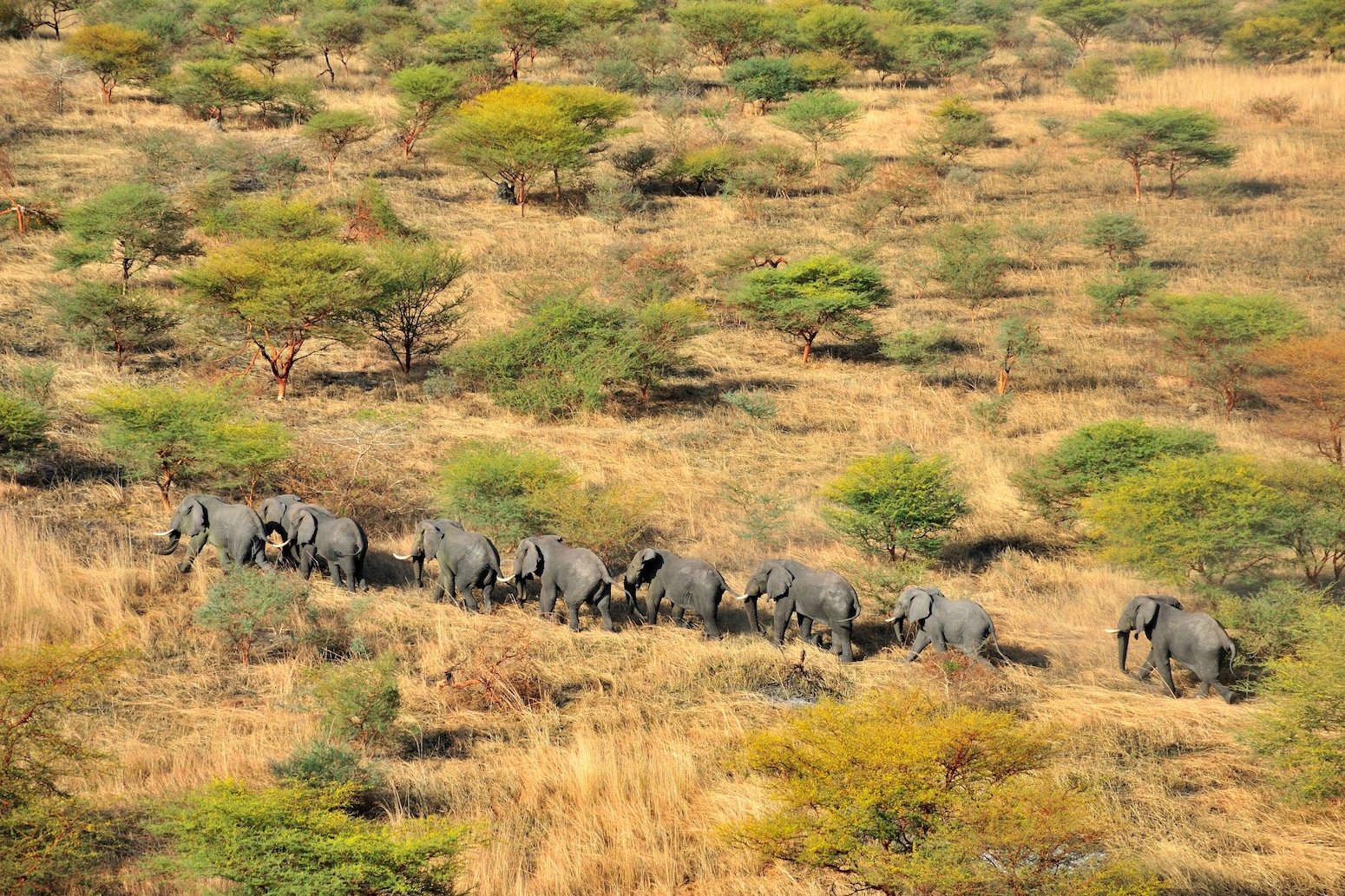 Mystery over ‘unexpectedly large’ emissions from Africa’s tropical ...