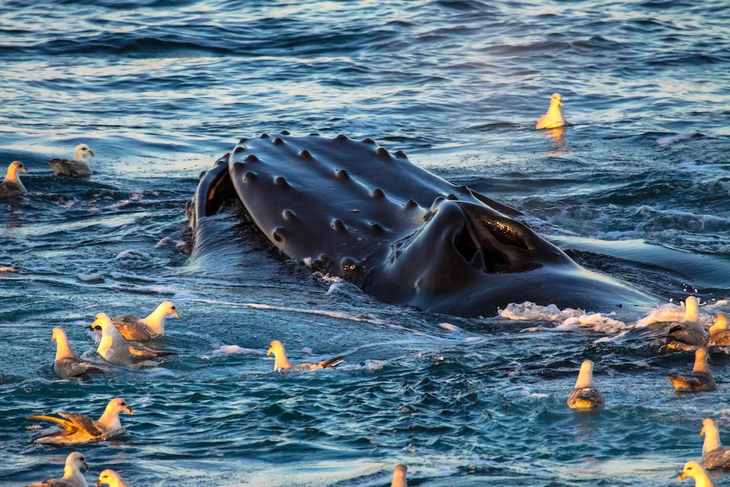 Humpback whale, Svalbard, Norway.