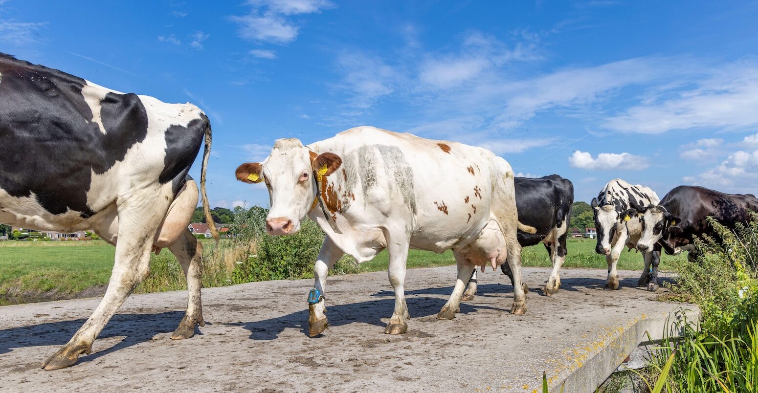 A herd of cows, Netherlands.