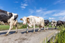 A herd of cows, Netherlands.
