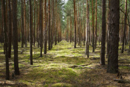 Geometrically arranged trees in a forest in Prieros, Germany.