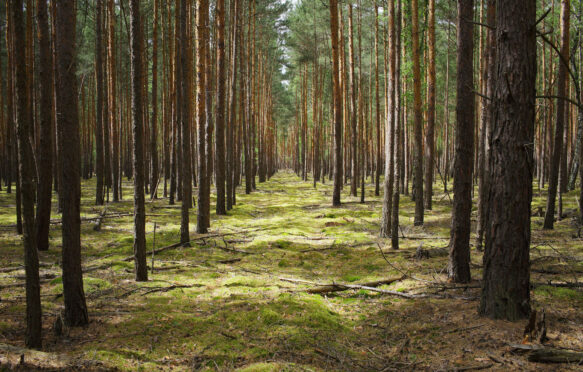 Geometrically arranged trees in a forest in Prieros, Germany.