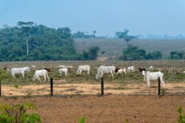 Cattle grazing on illegal livestock farm in a deforested area in the Amazon Rainforest, Brazil. Credit: Paralaxis / Alamy Stock Photo.