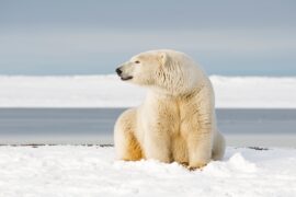 Polar bear in Barter Island, Alaska, US.