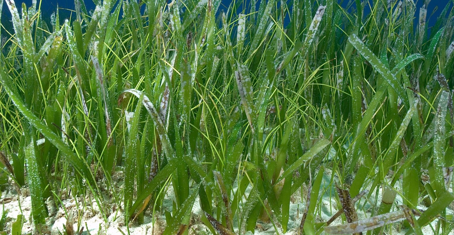 Turtle grass (thalassia testudinum), The Bahamas.