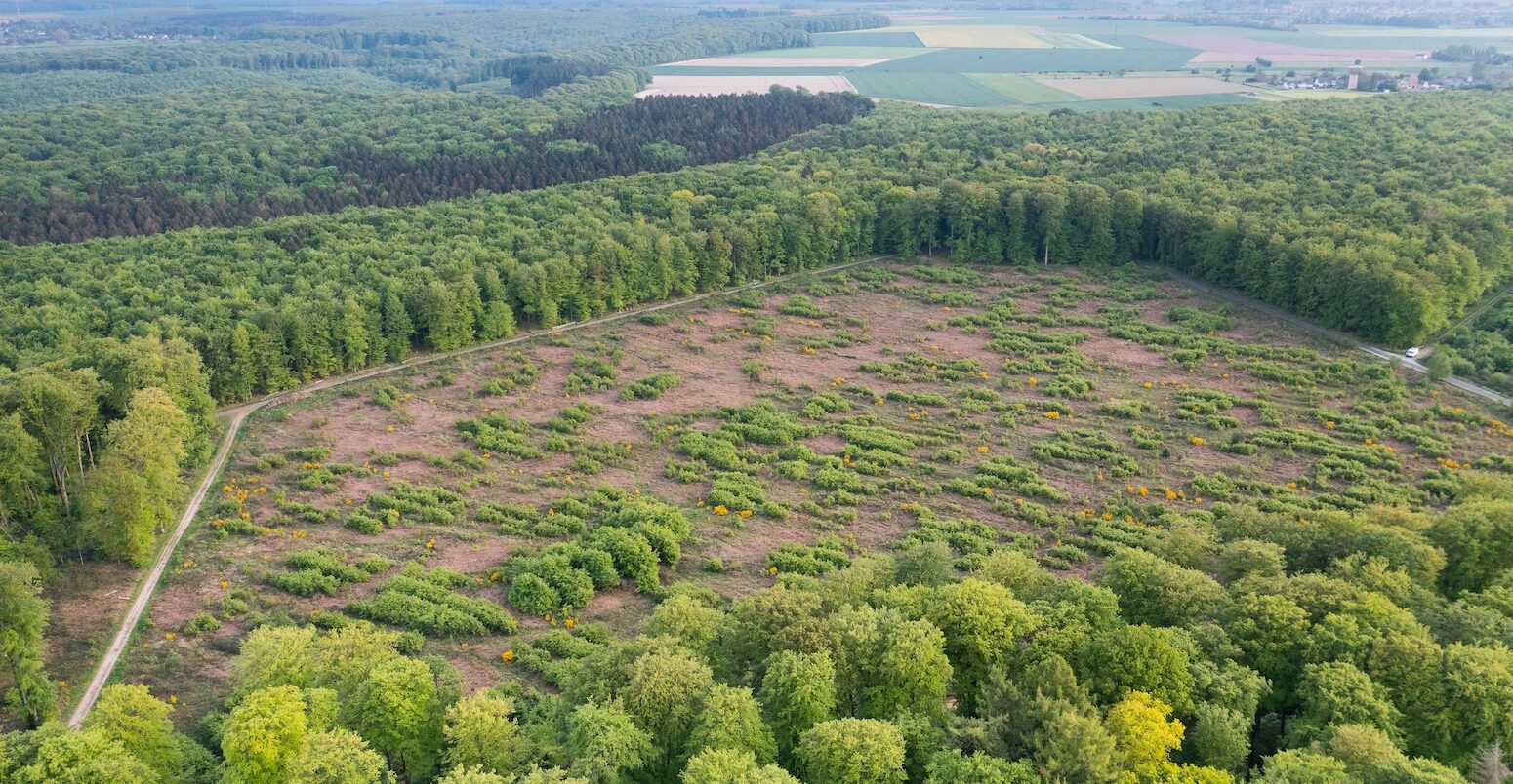 Aerial view of a forest in France.