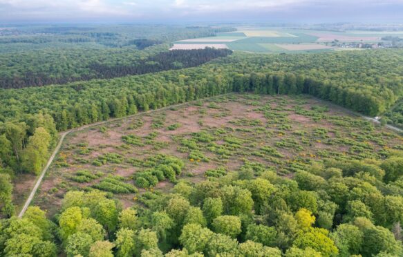 Aerial view of a forest in France.