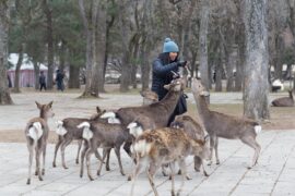 COP16: Tracking Country Pledges On Tackling Biodiversity Loss - Carbon ...