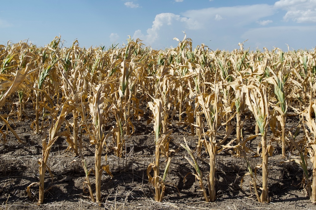 Withered corn crops during a drought in Kansas, US in 2012.