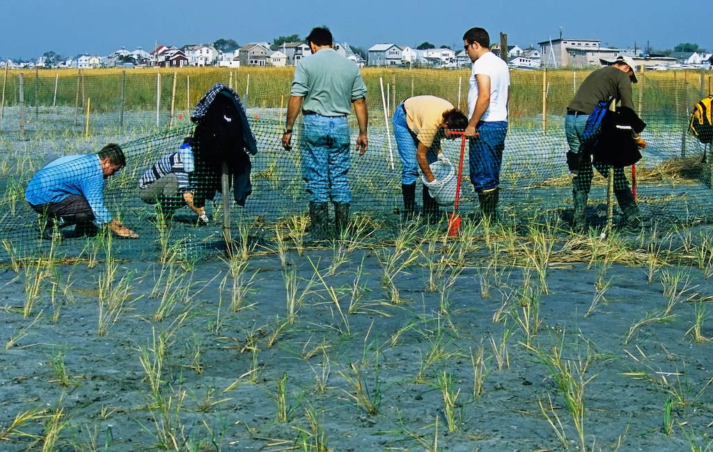 Volunteers planting spartina grasses at a salt marsh restoration event, Jamaica Bay Wildlife Refuge.