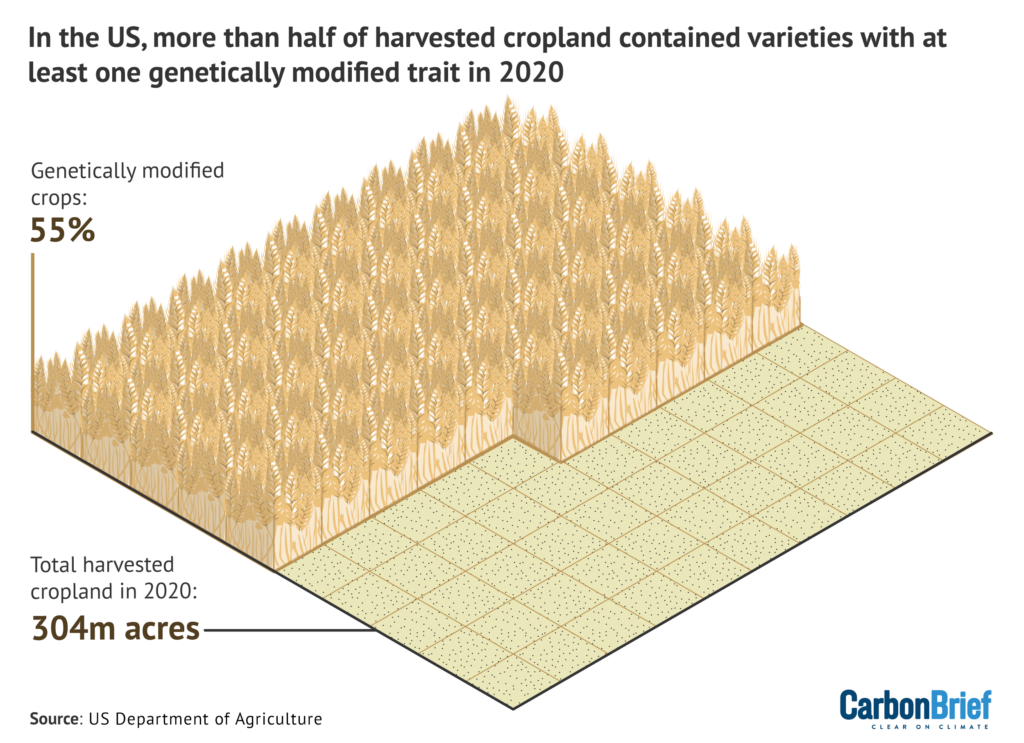 In the US, more than half of harvested cropland contained varieties with at least one genetically modified trait in 2020