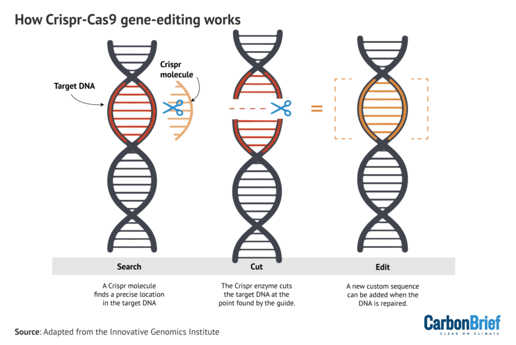 How Crispr-Cas9 gene-editing works