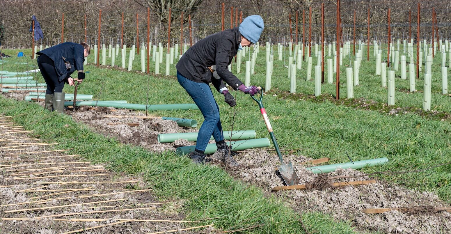 Volunteers at a tree planting event in the UK.