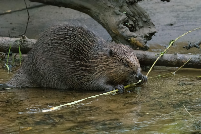 European beaver on the River Tay, Scotland, UK.