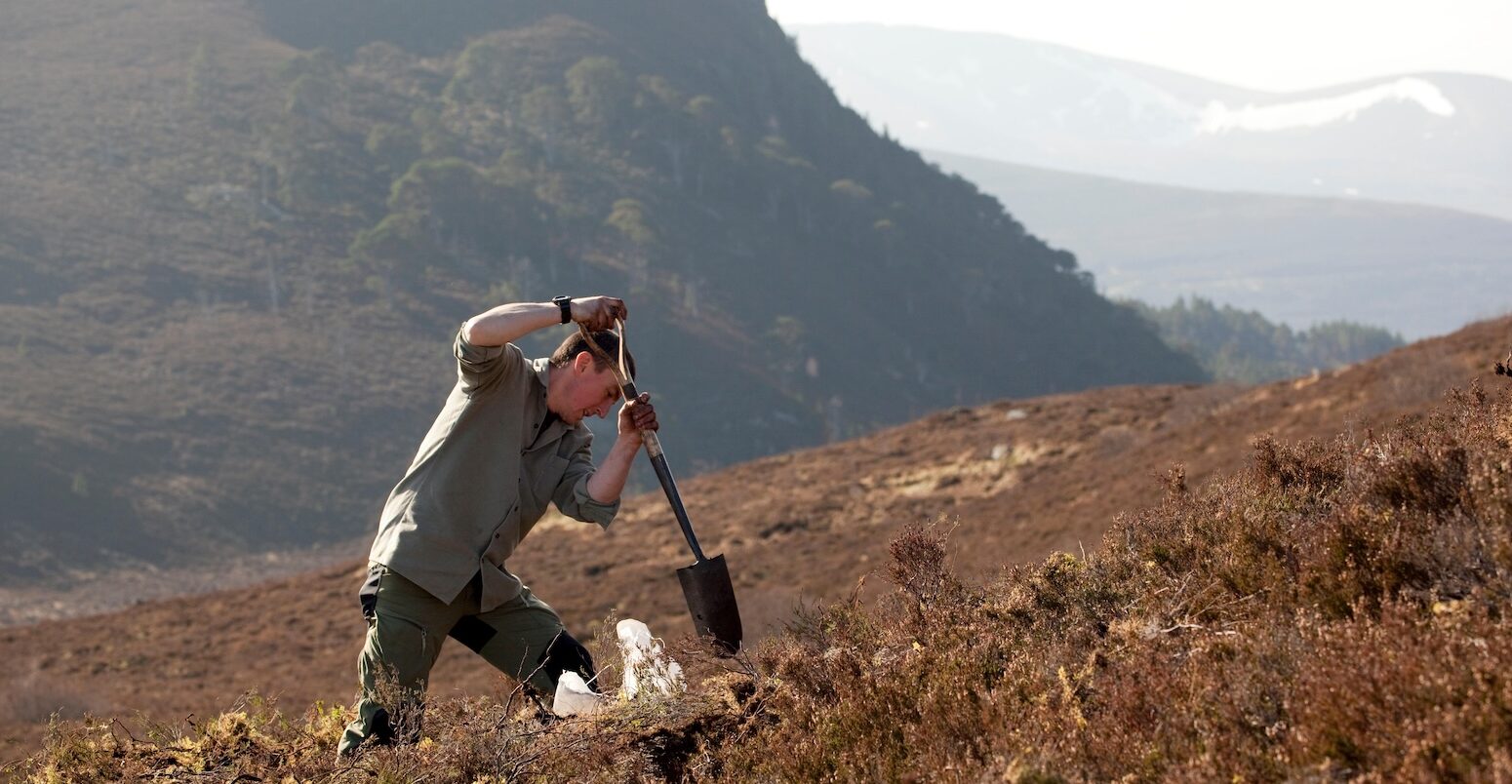 Man plants a tree in Abernethy Forest, Scotland.