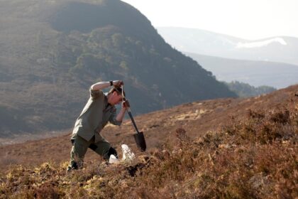 Man plants a tree in Abernethy Forest, Scotland.