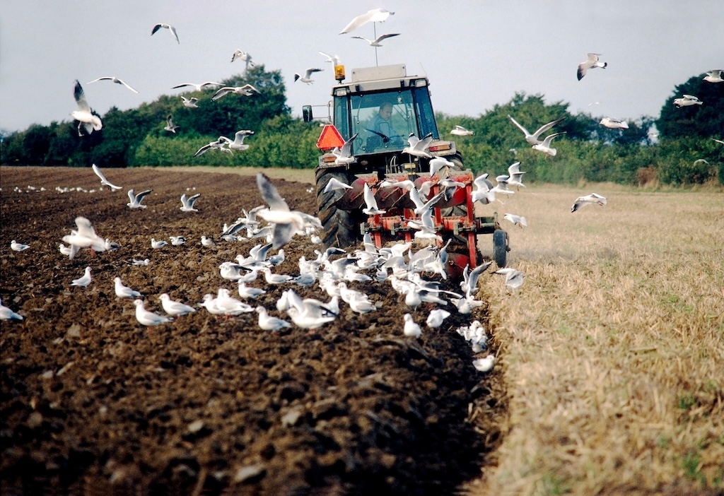 A farmer surrounded by birds while ploughing his field in Denmark.