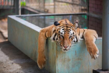 A tiger at the Chattogram Zoo in Bangladesh finds some respite from the searing heat in Bangladesh.