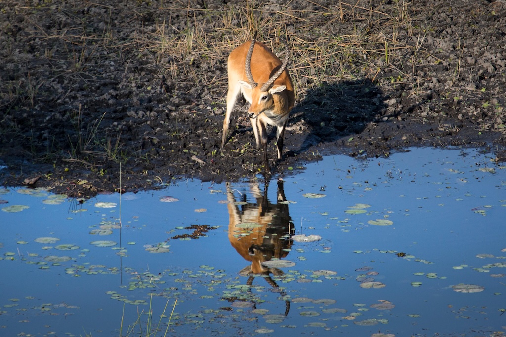 Lechwe antelope graze near a flooded meadow in Zambia’s Kafue Flats