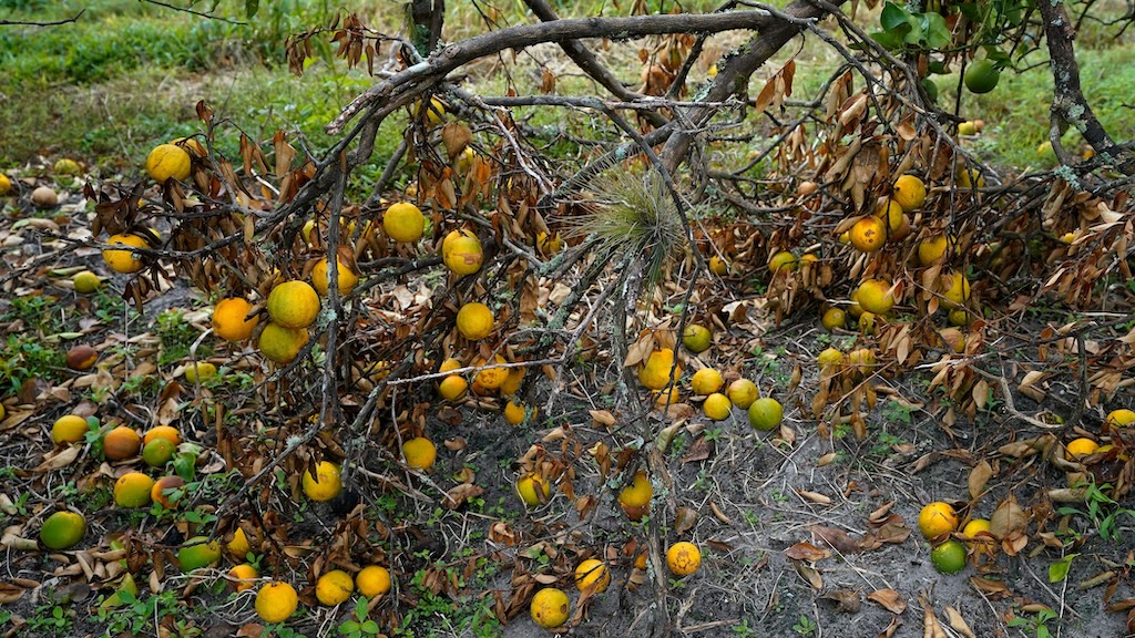 Fallen orange tree branches and fruit in Florida on 12 October 2022, after being knocked down from the effects of Hurricane Ian.